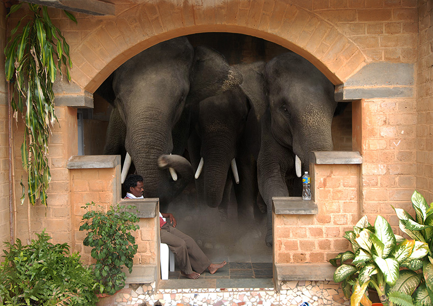 Elephant in the Visitors Centre