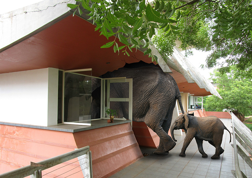 Elephants in Entry Service office