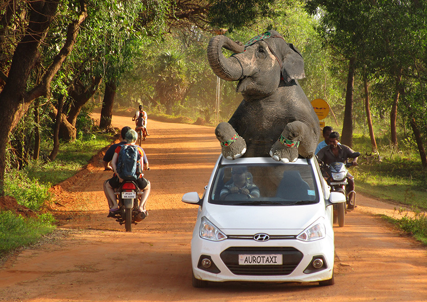 Elephant on a taxi