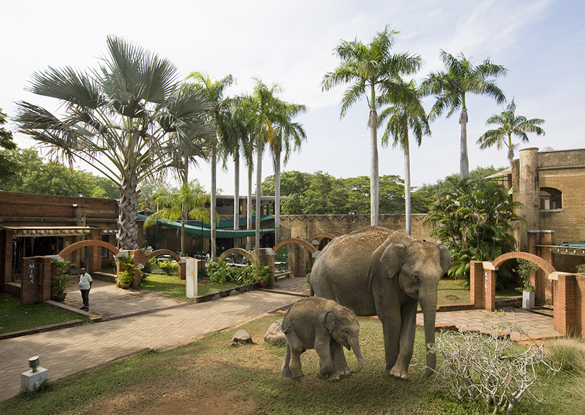 Elephants in Visitors Centre